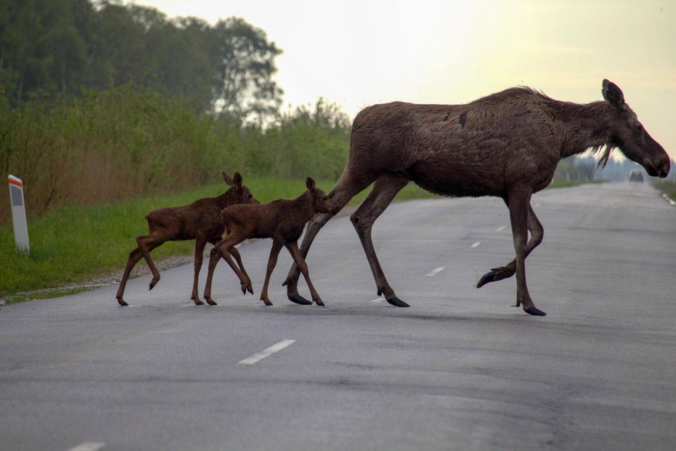 Elgekalve i Lille Vildmose