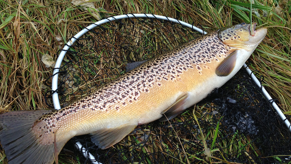 Efterår ved Mariager Fjord