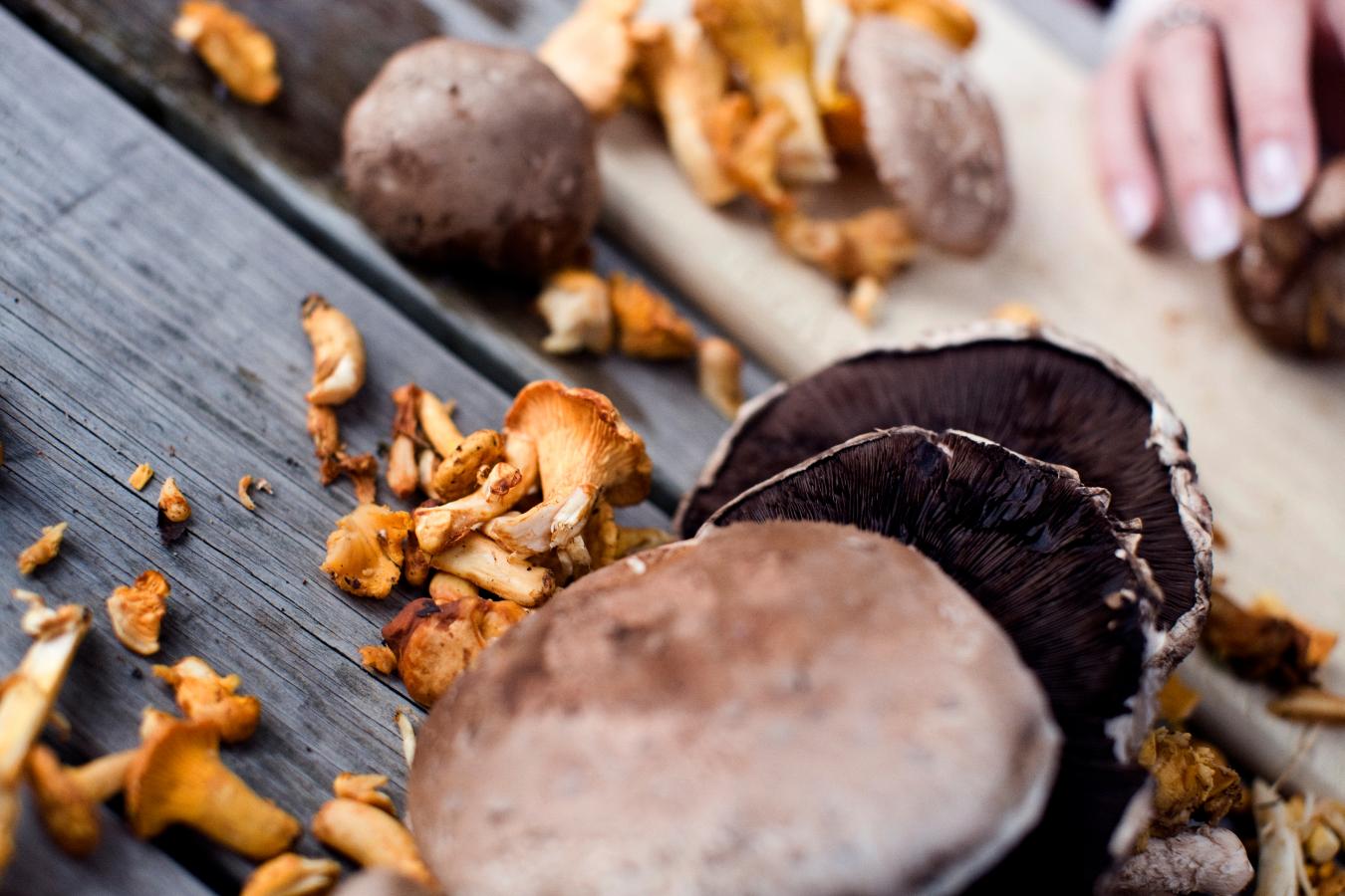 Svampejagt i den danske natur