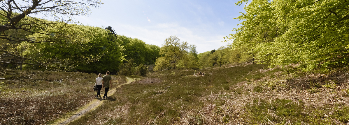 Vandreruter i Rold Skov