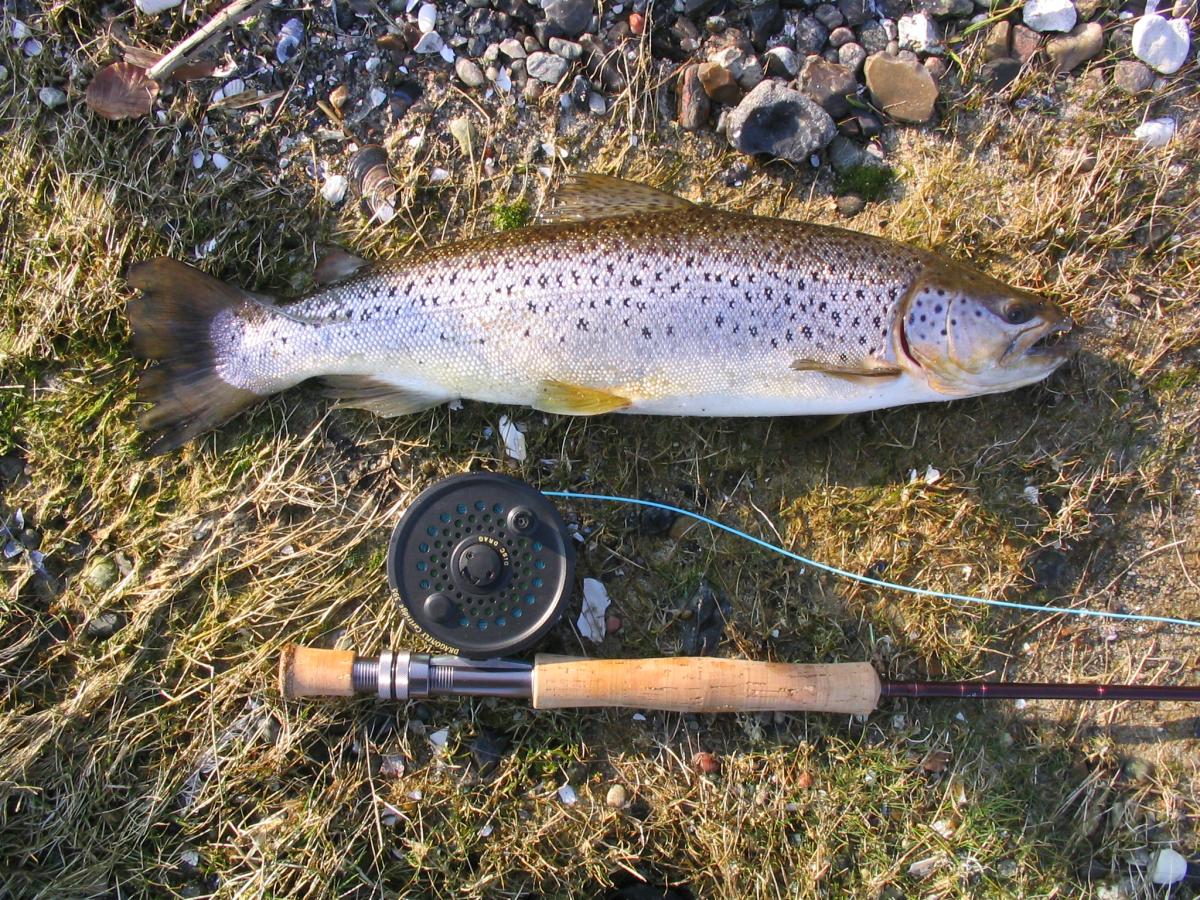 Havørred fra Mariager Fjord