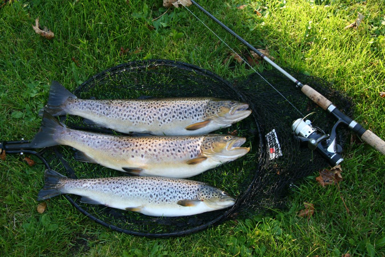 Årstider ved Mariager Fjord - lystfiskeri