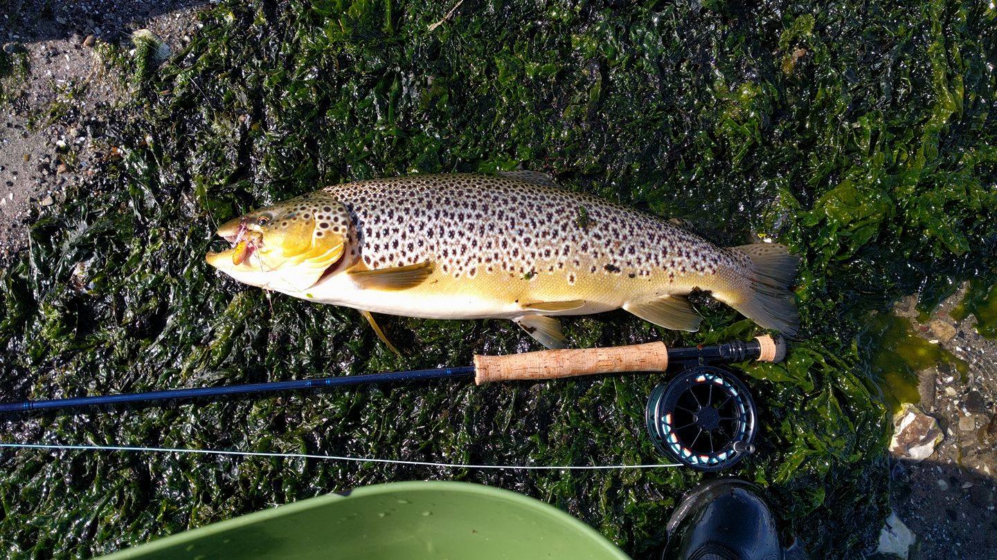 Mariager Fjord ørreder og andre fisk