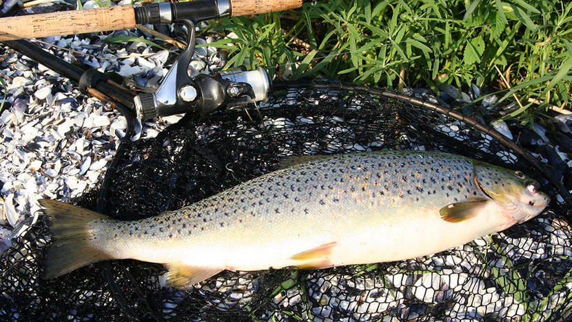 Havørred / fjordørred