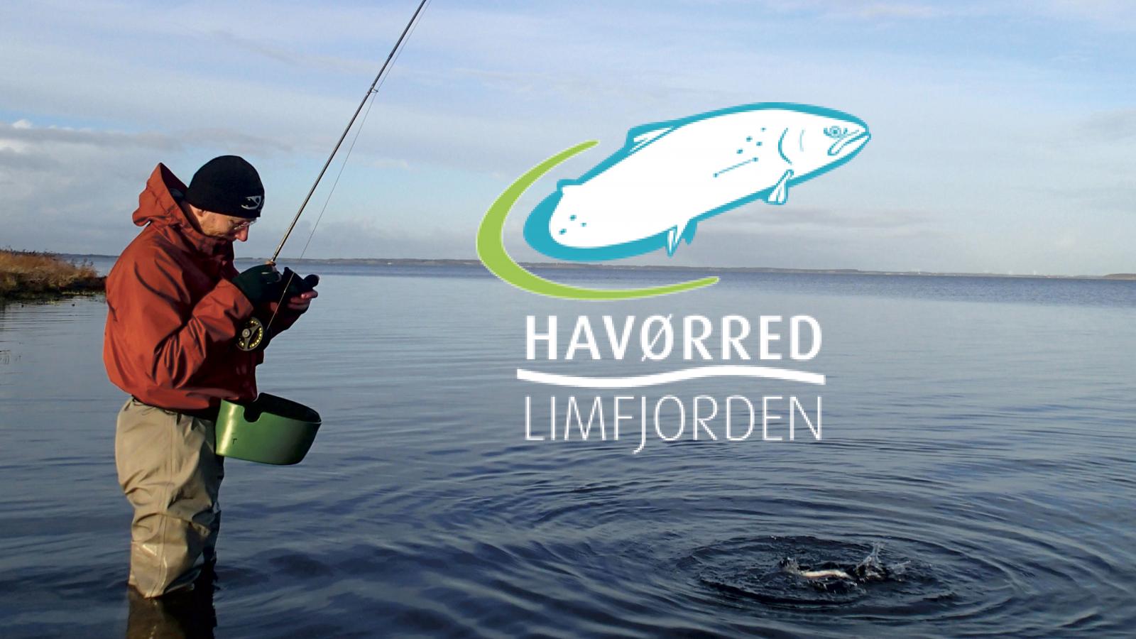Havørred Limfjorden