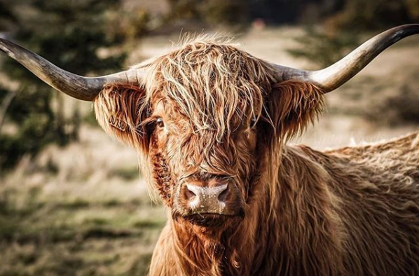 Next Step Himmerland