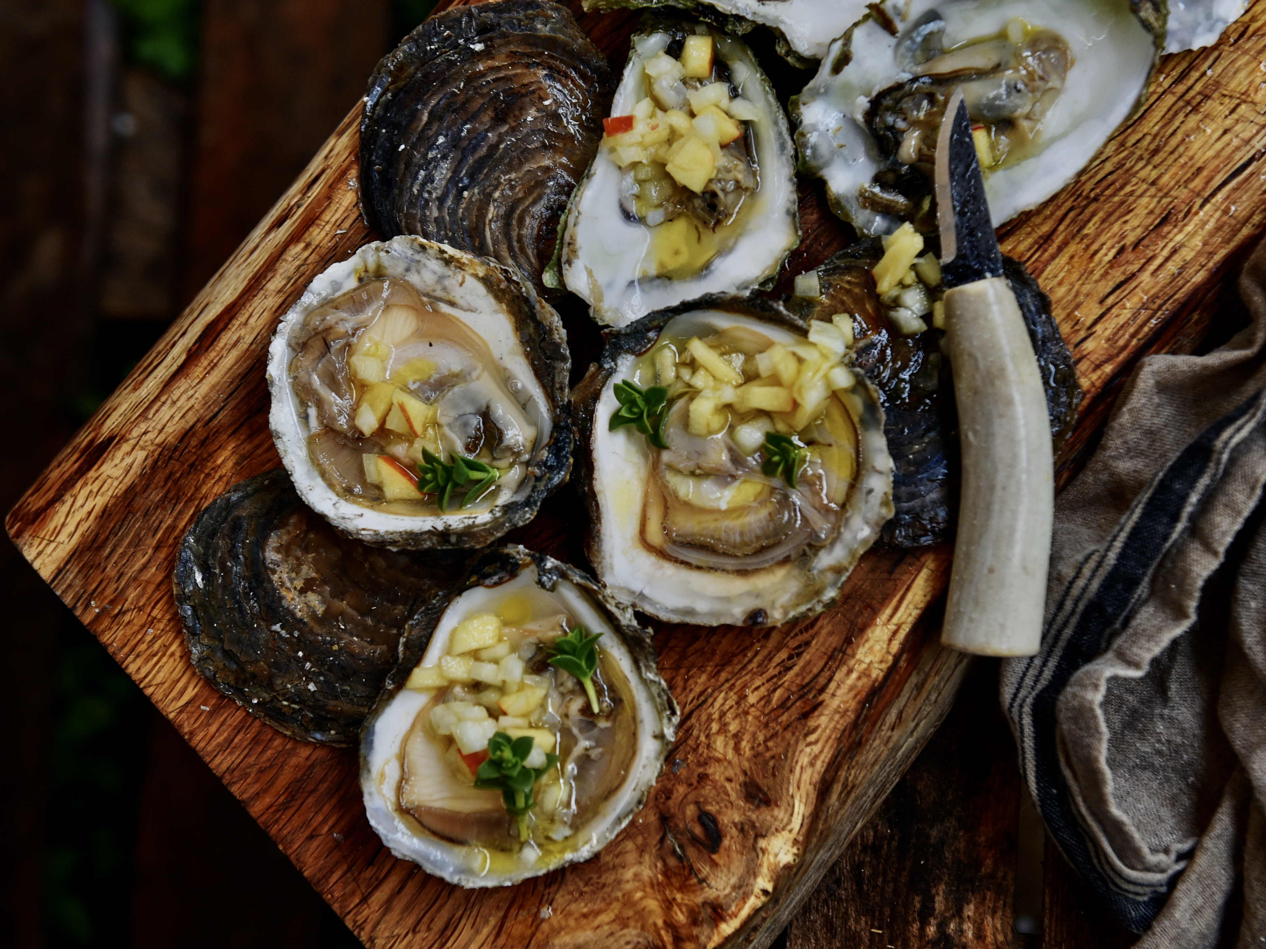 Østerssafari, skaldyr, Limfjorden