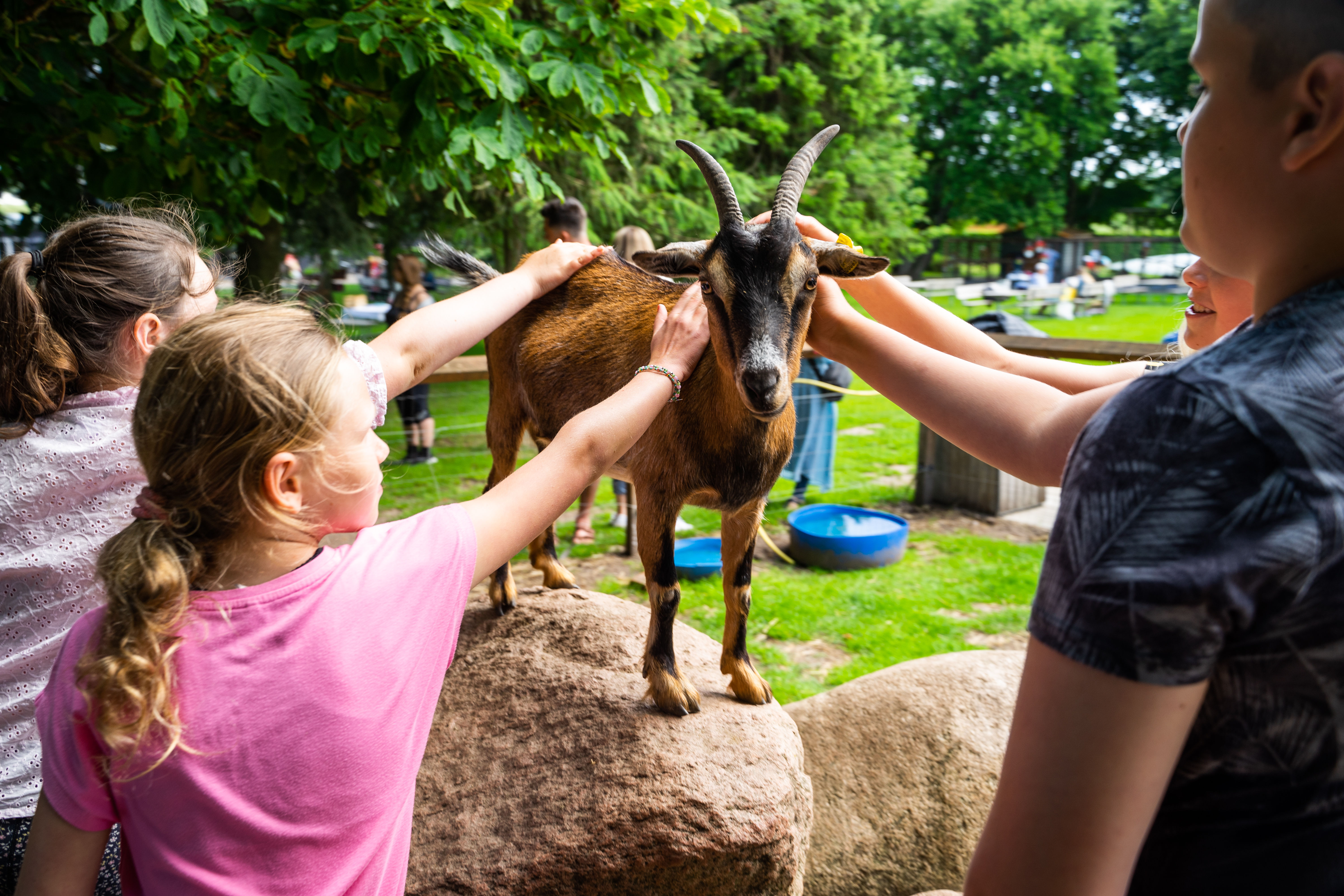 Verdenskortet, Børn klapper ged