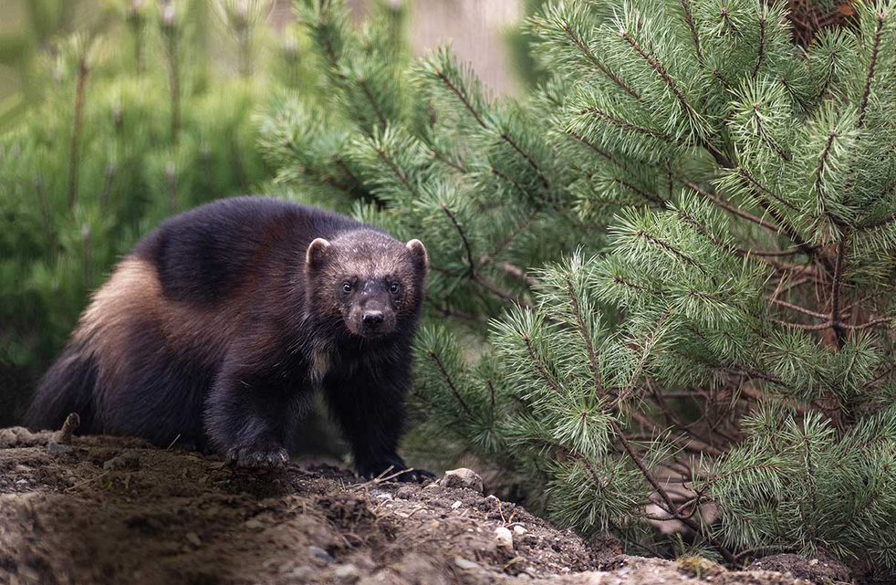 Randers Regnskov - Jærv