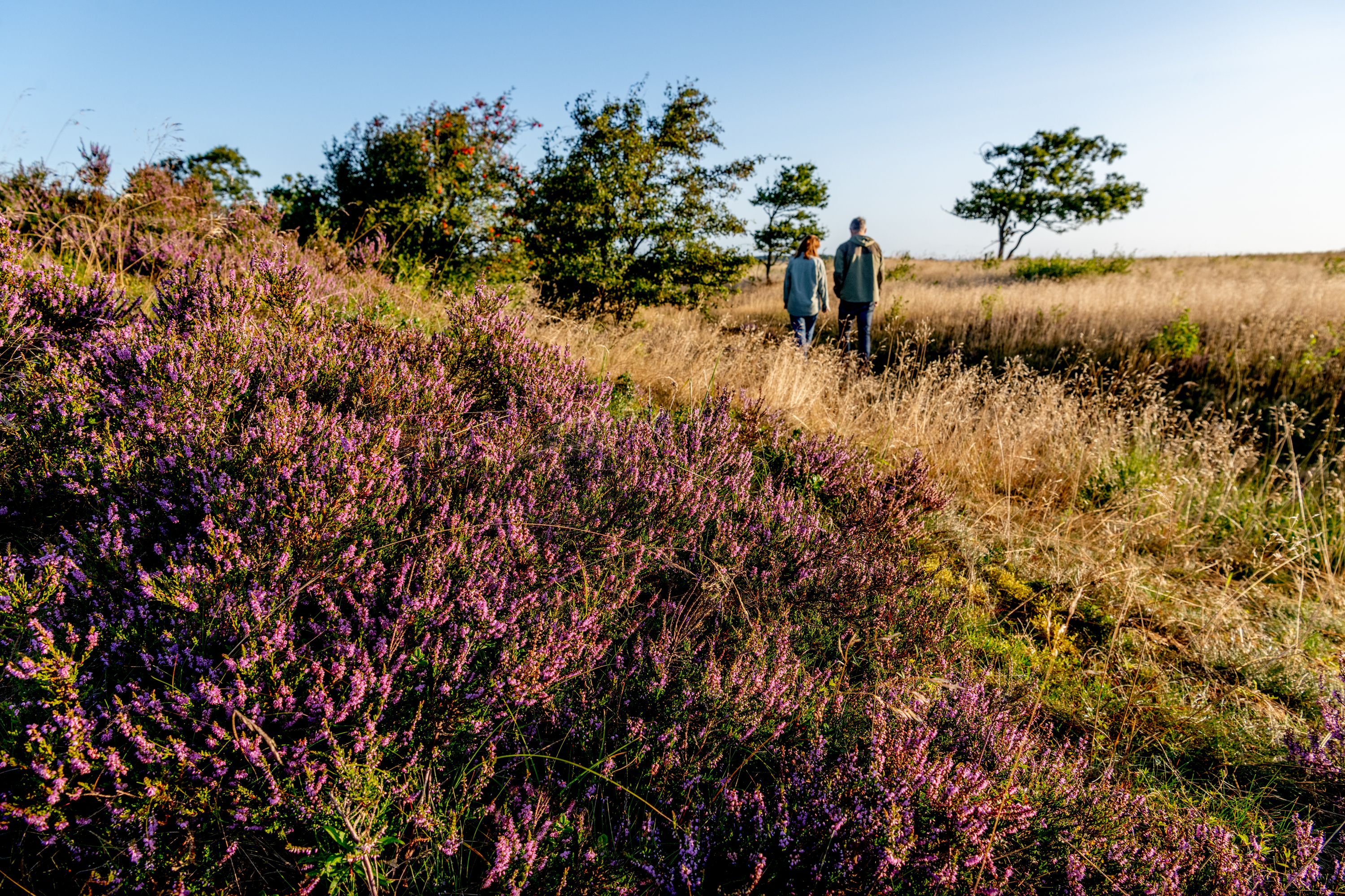 De Himmerlandske Heder