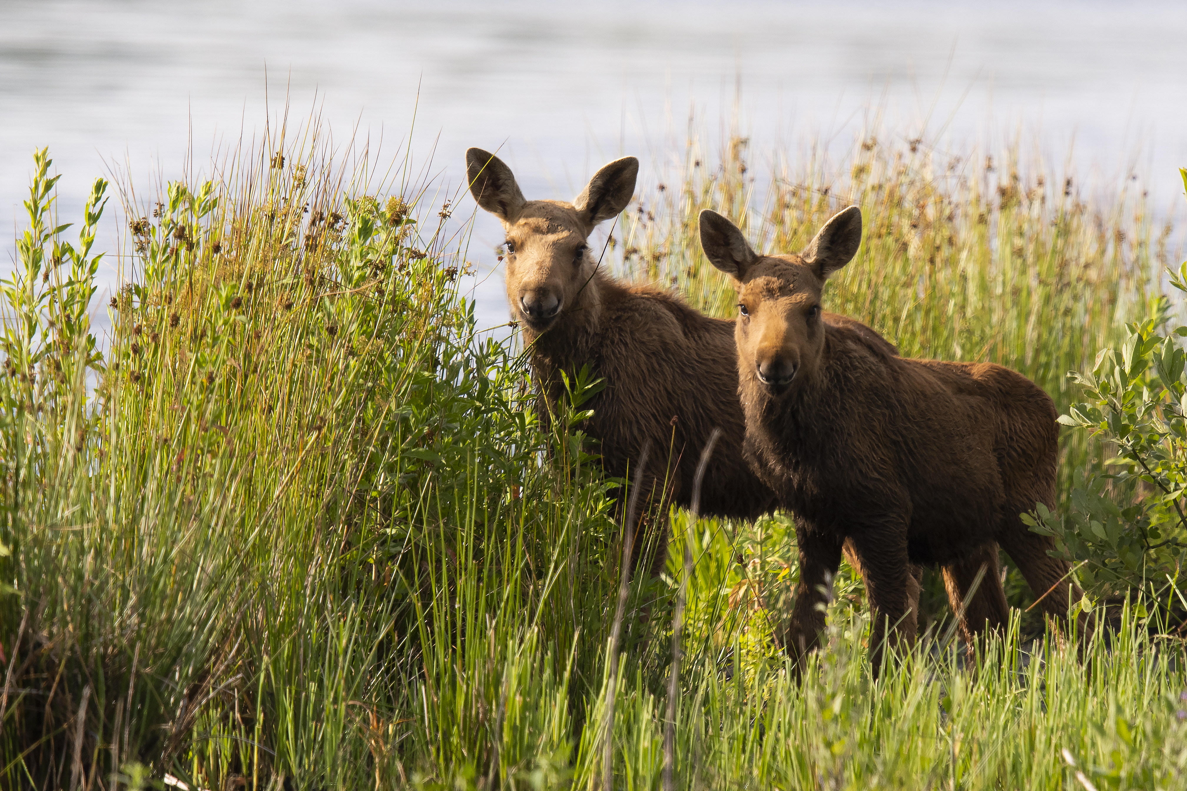 Elge i Lille Vildmose