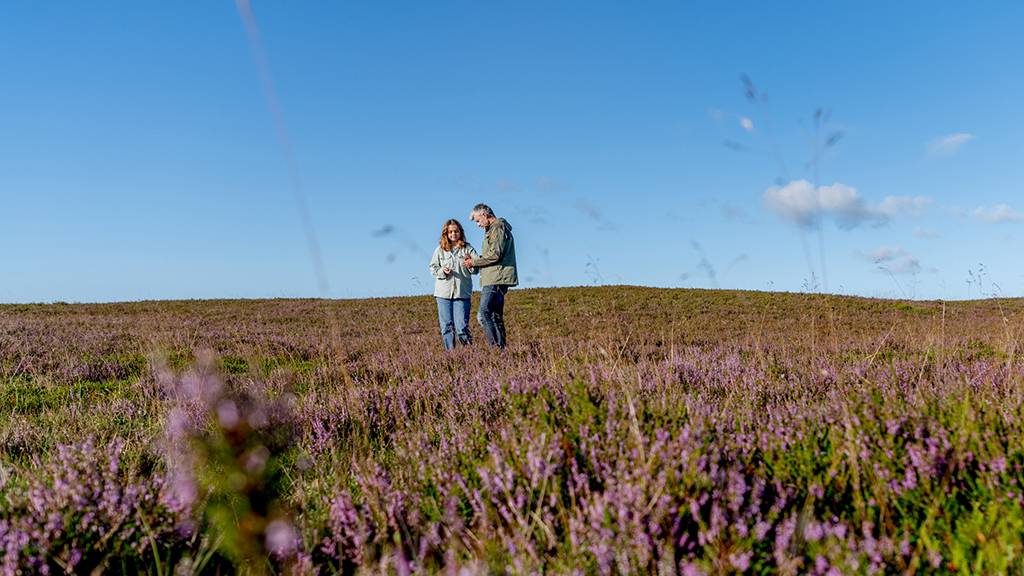 Oplev lyngen i Himmerland