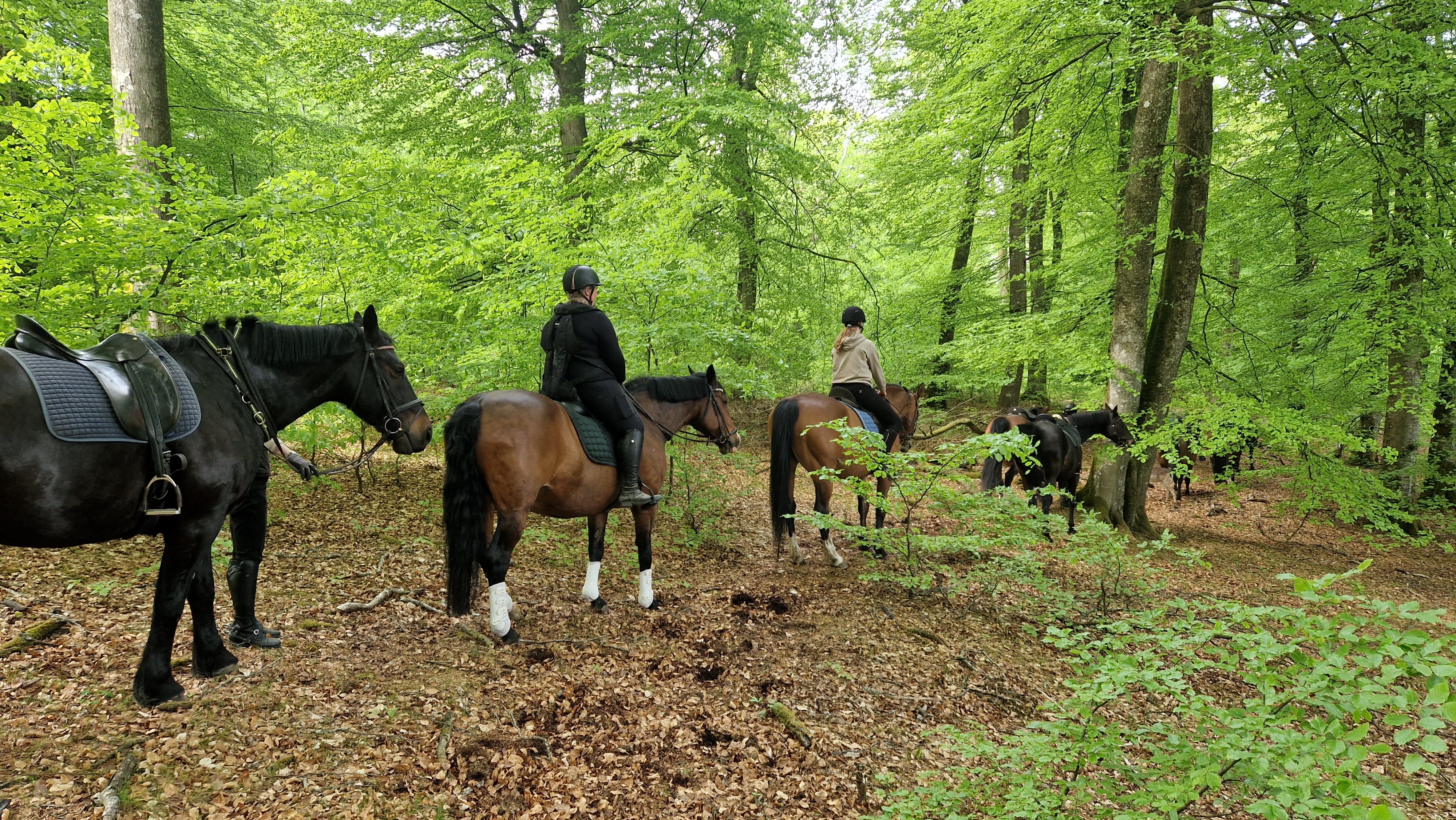 På hesteryg i Himmerland - turridning i Rold Skov