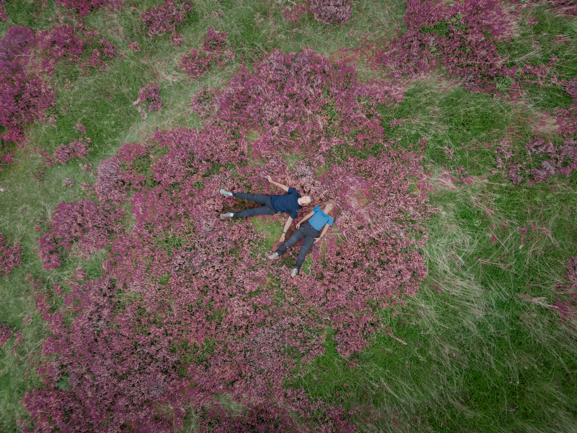 Sensommer, lyng, de himmerlandske heder