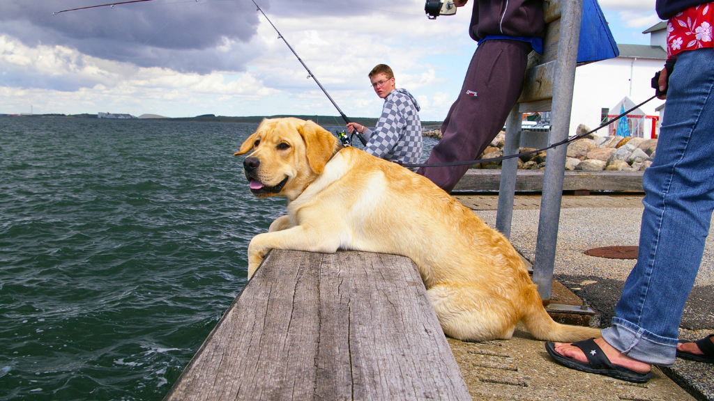 Hund på fisketur