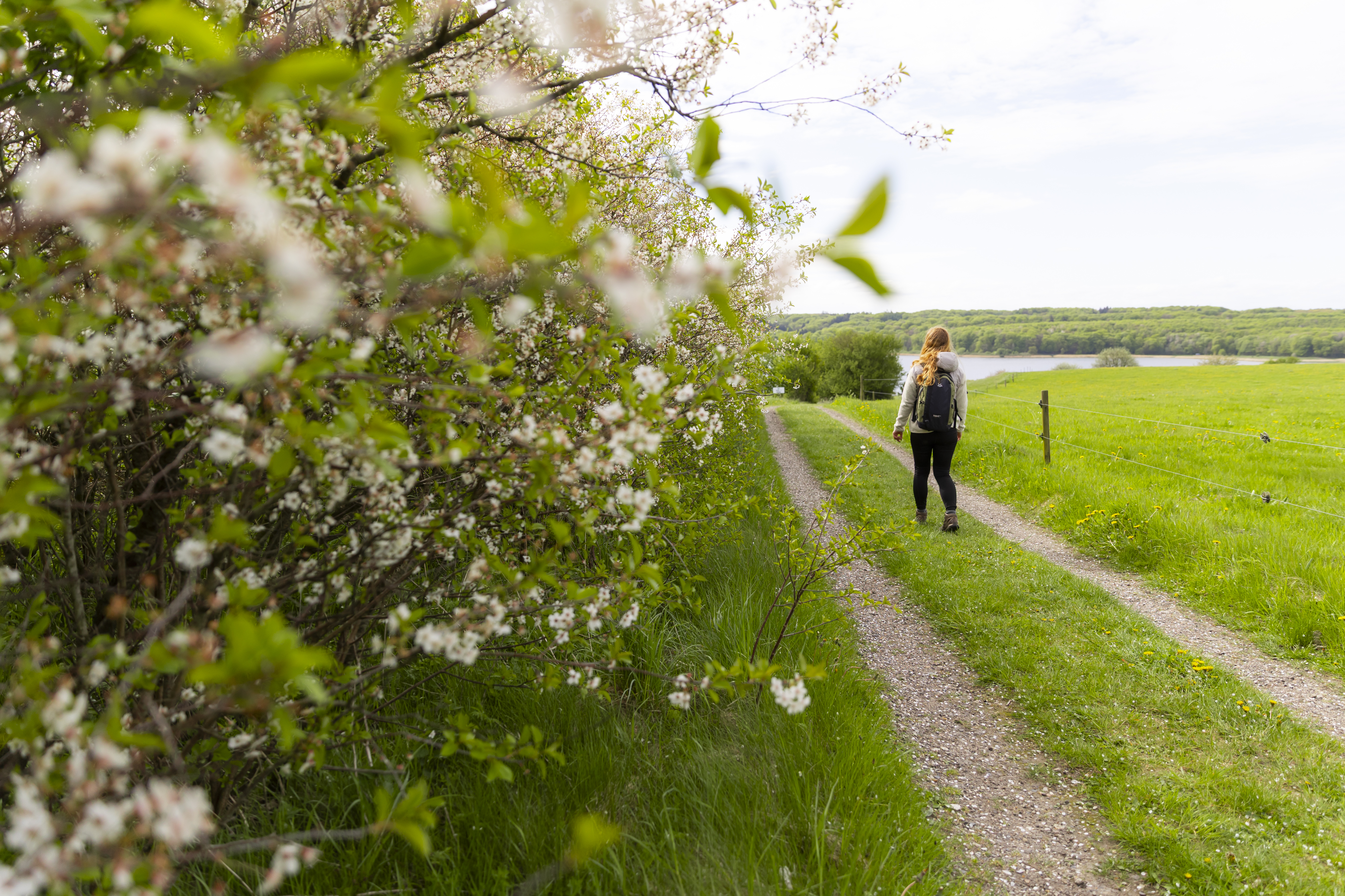 Bramslev Bakker, vandring, natur
